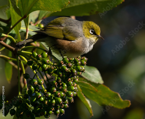 Little waxeye  photo