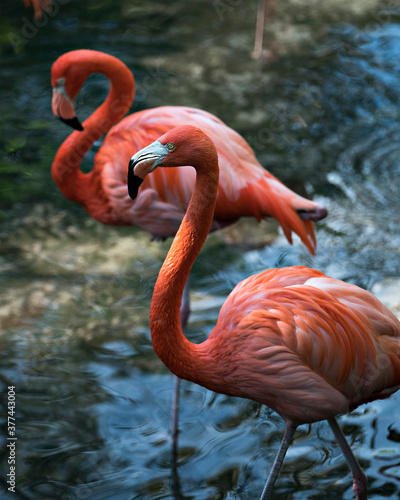 Flamingo Stock Photos.  Flamingo birds close-up profile view in the water with one bird focus on foreground in their environment and environment. Image. Portrait. Picture.  