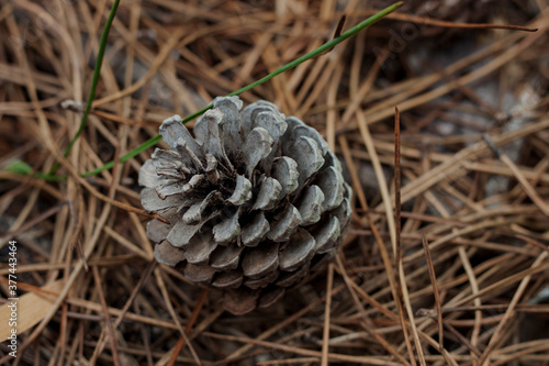 close up of a pine cone