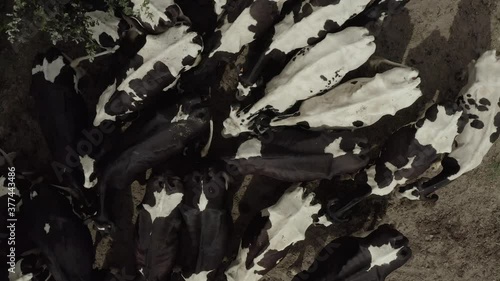 Vache 02