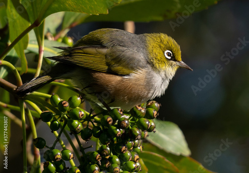 A tiny white eye bird (silver eye, waxeye) sitting on a bunch of tree berries in New Zealand. 
