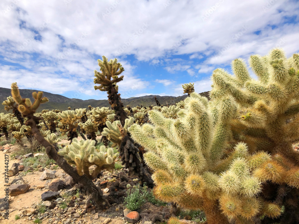 cactus in the desert cactus in the desert