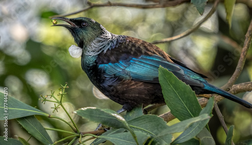 A beautiful NZ tui with a berry in its beak.  photo