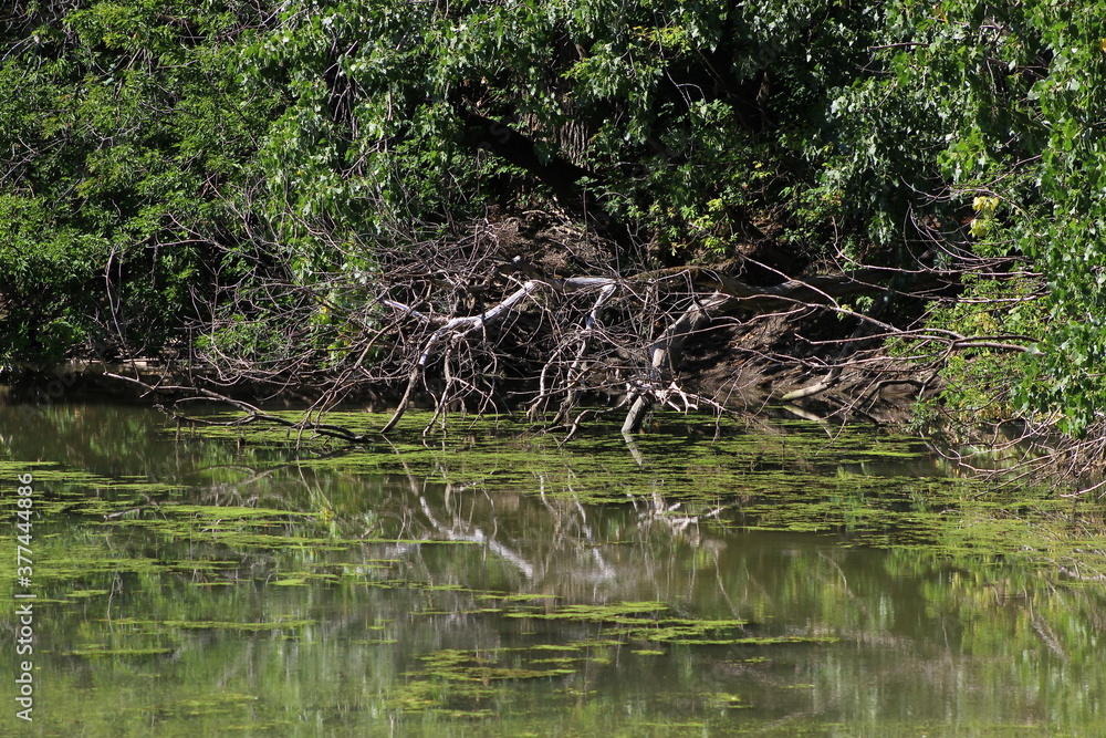 Branches reflecting on water Branches reflecting on water