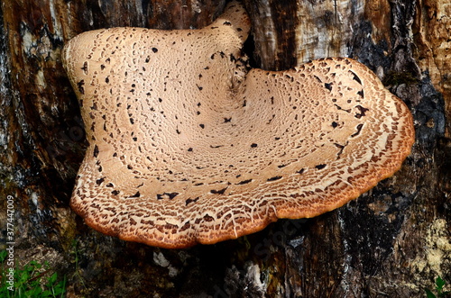Foto Dryad's saddle mushroom on an old wooden stump