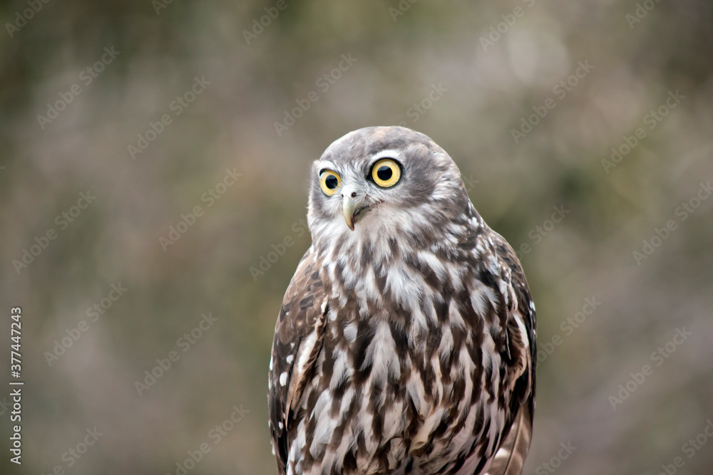 this is a close up of a barking owl this is a close up of a barking owl