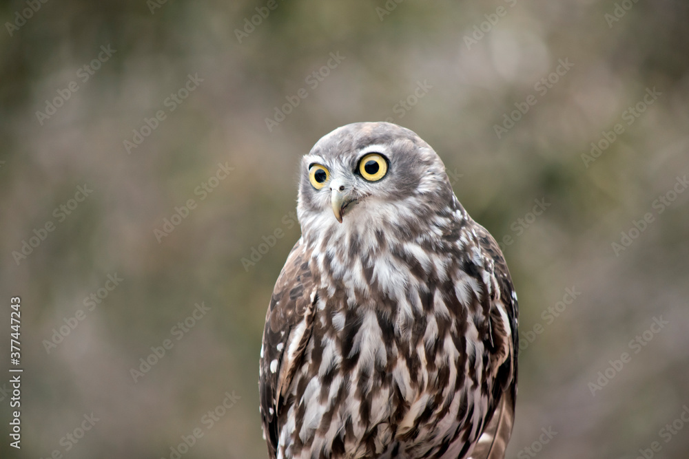 this is a close up of a barking owl