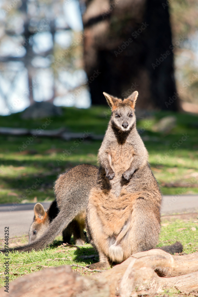 Obraz premium the swamp wallaby is standing on its hind legs