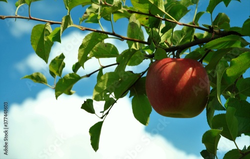 九月の青い空とりんご