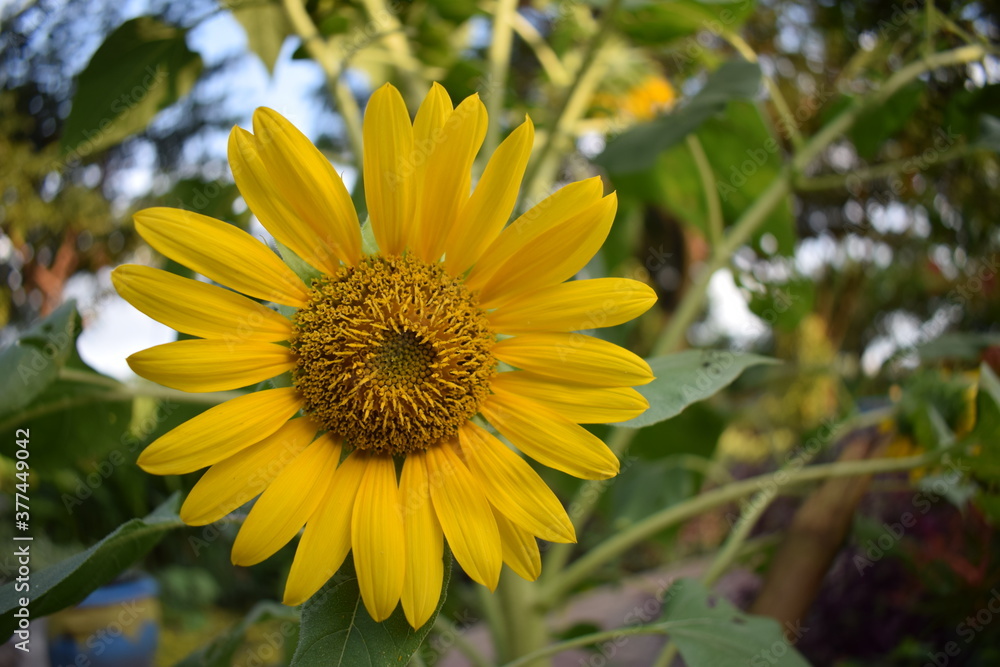 the sunflower in the garden the sunflower in the garden