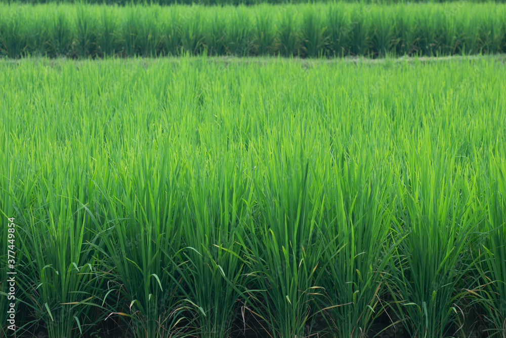 Green rice field with background Green rice field with background