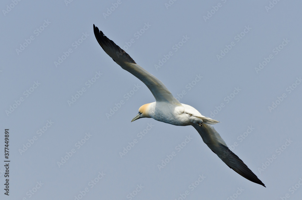 Obraz premium Northern gannet