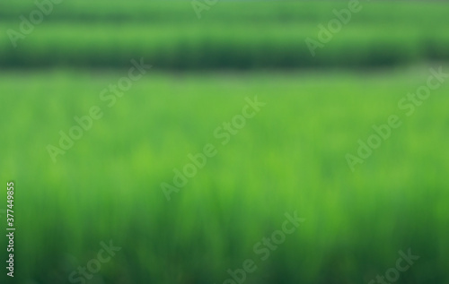ิิิิblur backgroud greed rice field