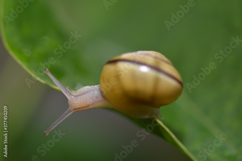 small snail on a purple flower