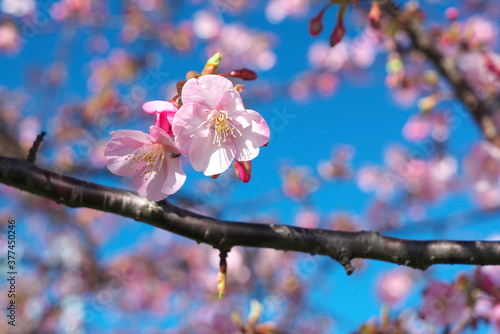 日本、三浦海岸の河津桜