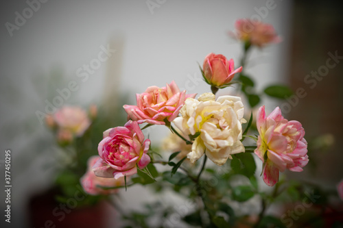 Rosas Enanas, Rosas multicolor, rosas en macetas, rosas cultivadas de manera natural, rosas naturales, rosas cultivadas de manera natural en una maceta en casa. © JuanBernardo
