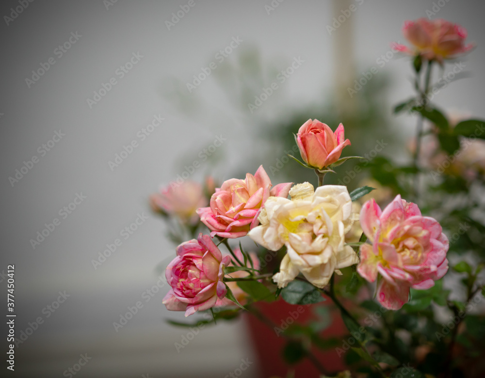 Rosas Enanas, Rosas multicolor, rosas en macetas, rosas cultivadas de manera natural, rosas naturales, rosas cultivadas de manera natural en una maceta en casa.