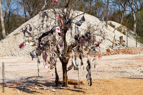 A dead tree with old bras hanging from it. 