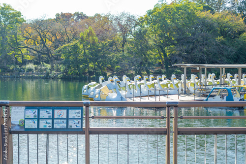 a view of a lake and a lot of swan boats in inokashira park, tokyo, japan photo