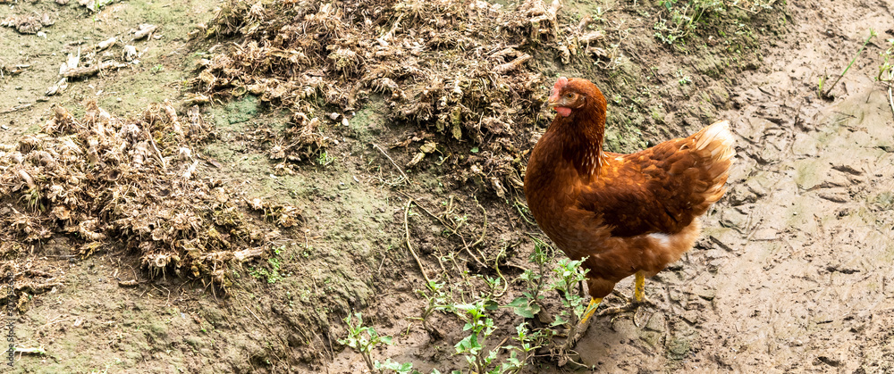Fototapeta premium chicken walking in the ground