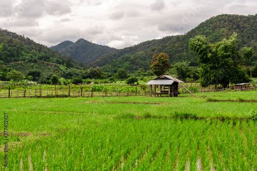 Bamboo hut in rice field with mountains background