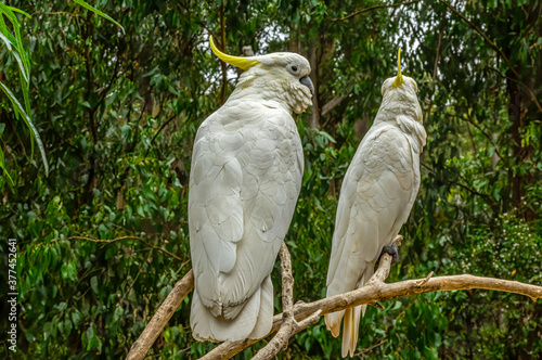 Fototapeta Naklejka Na Ścianę i Meble -   Sulphur Crested Cockatoos