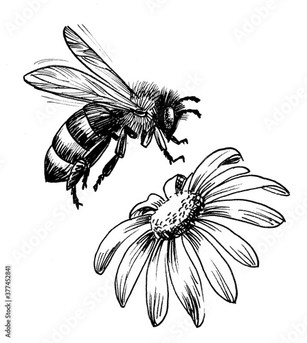 Flying honey bee and blossoming flower. Ink black and white drawing