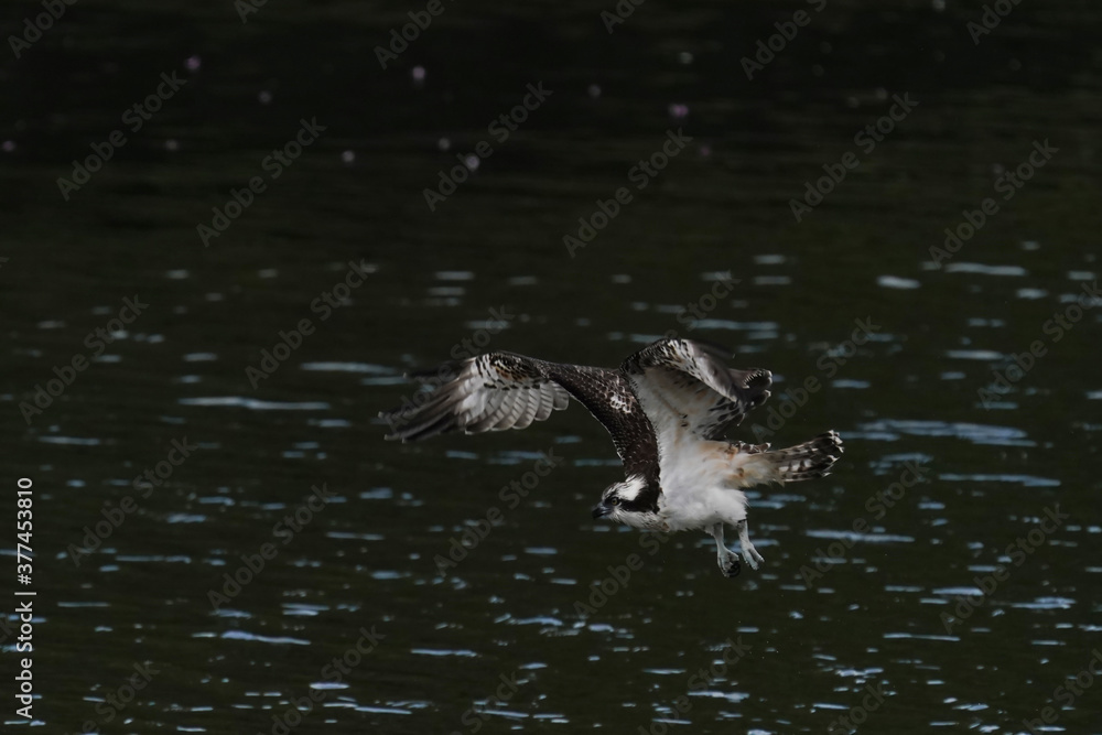 osprey is hunting a fish osprey is hunting a fish