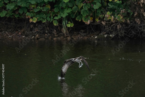 osprey is hunting a fish