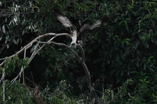 osprey on branch