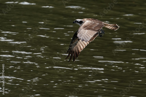osprey is hunting a fish © Matthewadobe
