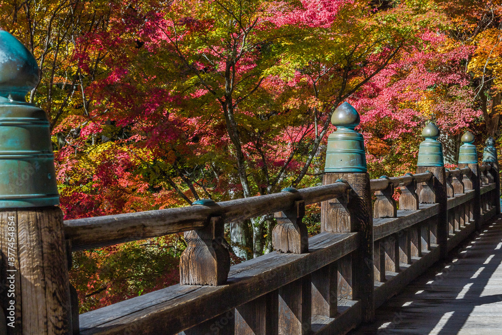 日本の紅葉 日本の紅葉