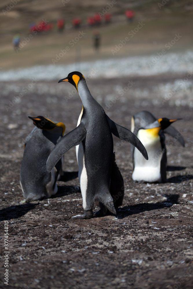 Obraz premium King Penguins (Aptenodytes patagonicus), Saunders Island. 