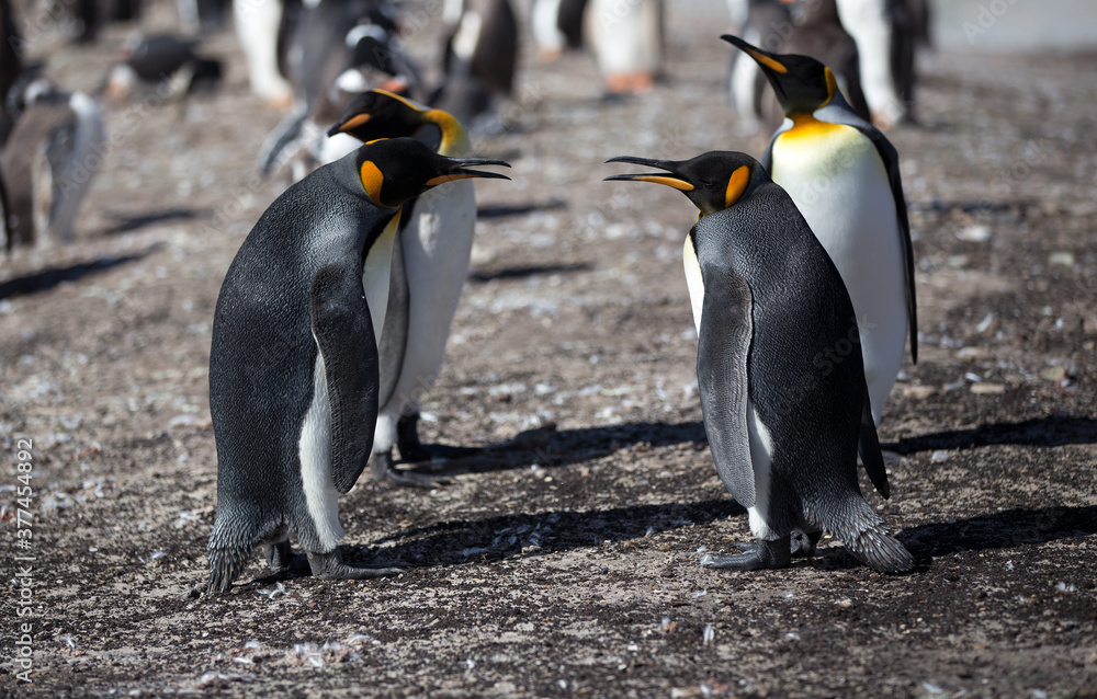 Obraz premium King Penguin (Aptenodytes patagonicus), Saunders Island. 
