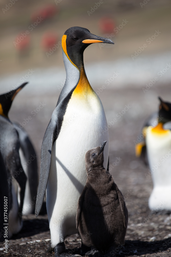 Fototapeta premium King Penguin (Aptenodytes patagonicus) feeding a chick, Saunders Island. 