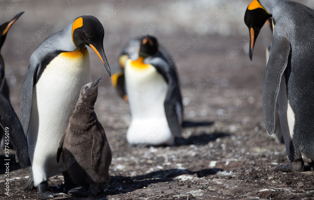 Fototapeta premium King Penguin (Aptenodytes patagonicus) feeding a chick, Saunders Island. 