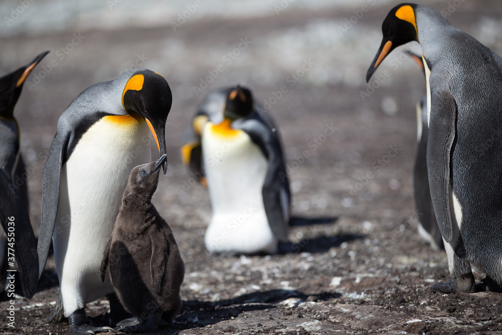 Obraz premium King Penguin (Aptenodytes patagonicus) feeding a chick, Saunders Island. 