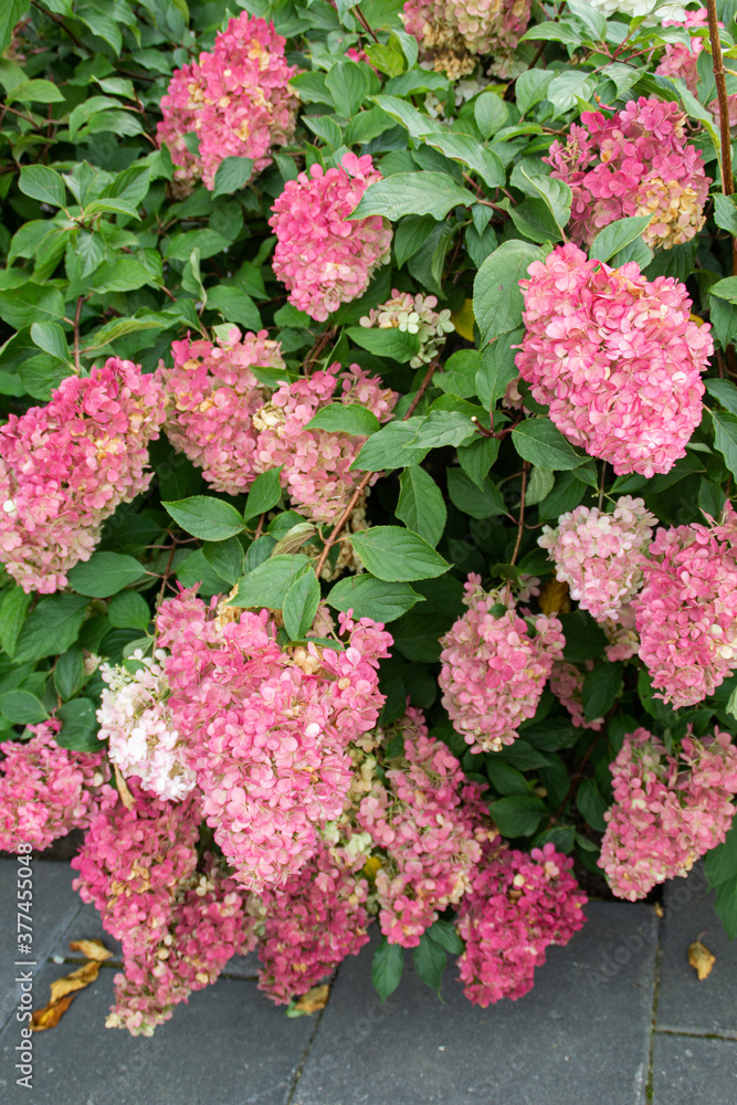 Fototapeta premium pink hydrangea flowers