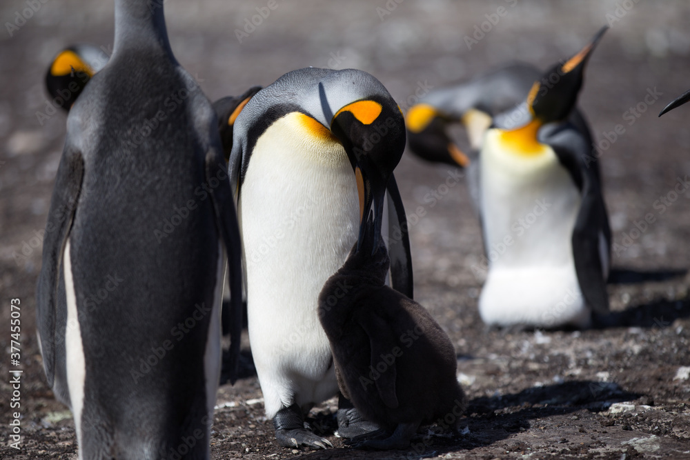 Fototapeta premium King Penguin (Aptenodytes patagonicus) feeding a chick, Saunders Island. 