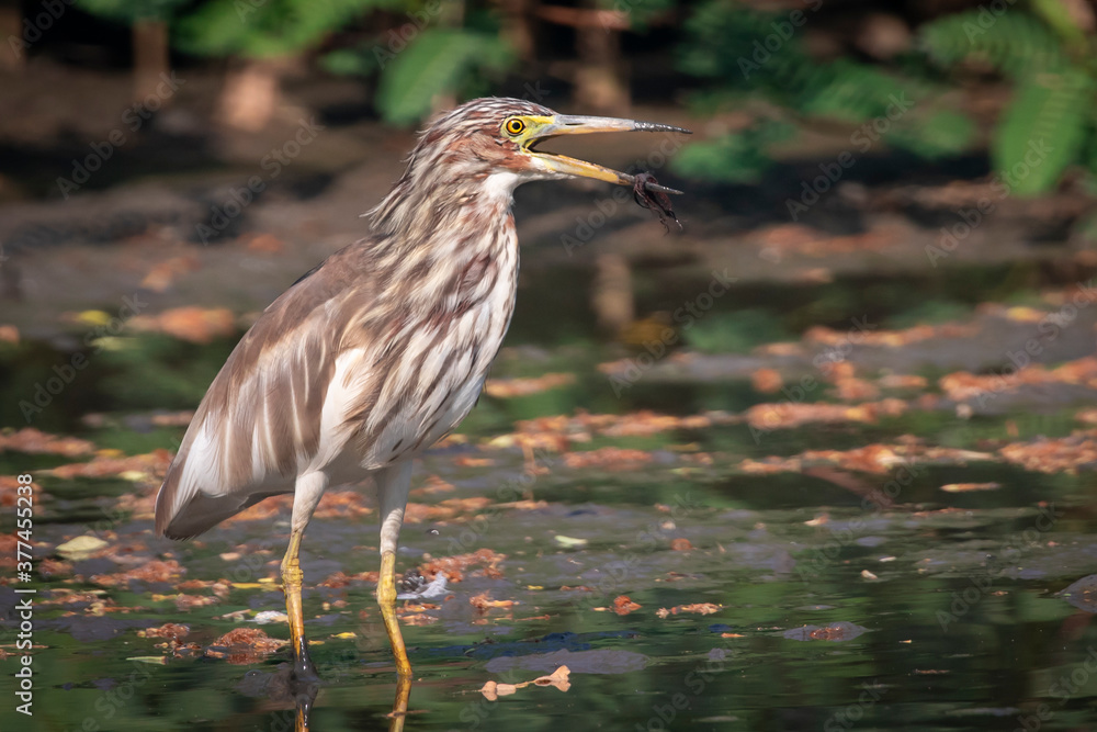 Image of Chinese pond heron(Ardeola bacchus) looking for food in the swamp on nature background. Bird. Animals. Image of Chinese pond heron(Ardeola bacchus) looking for food in the swamp on nature background. Bird. Animals.