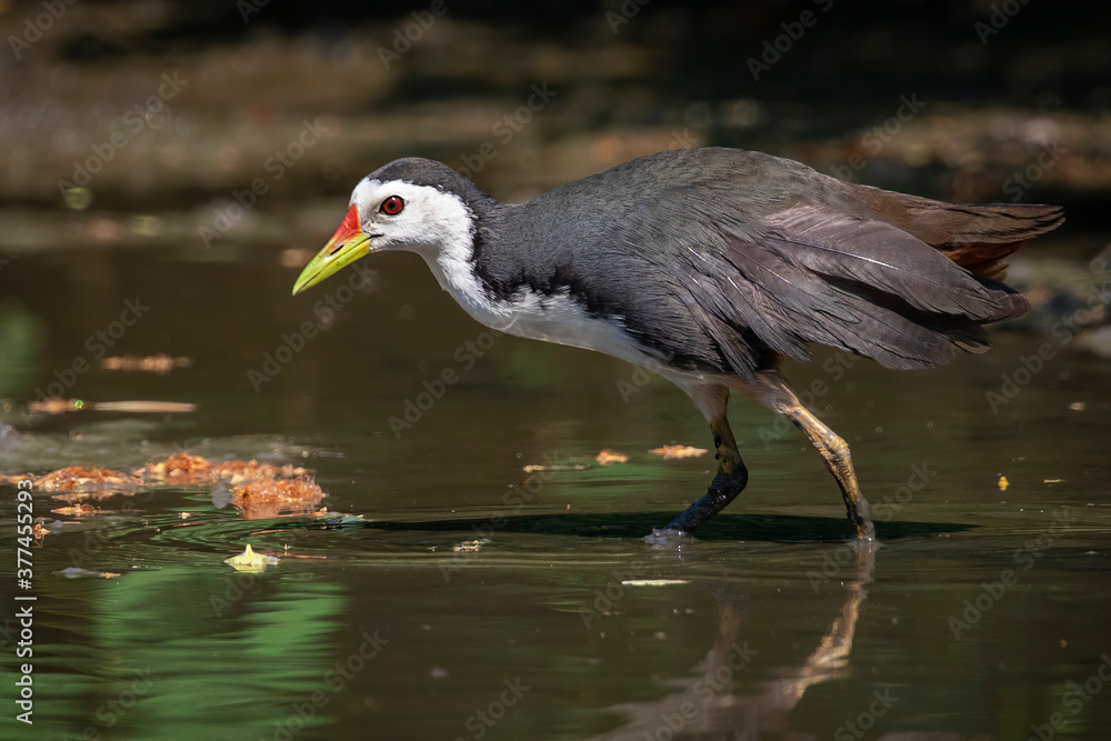 Naklejka premium Image of white-breasted waterhen bird(Amaurornis phoenicurus) are looking for food in swamp on nature background. Bird. Animals.