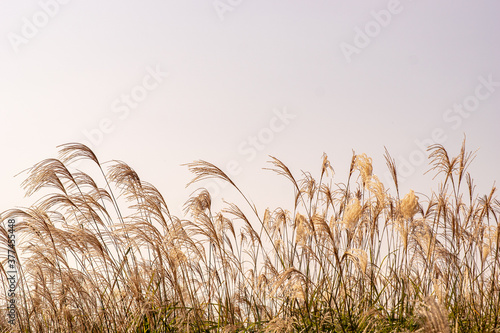 Obraz na płótnie A quiet reed field without anyone