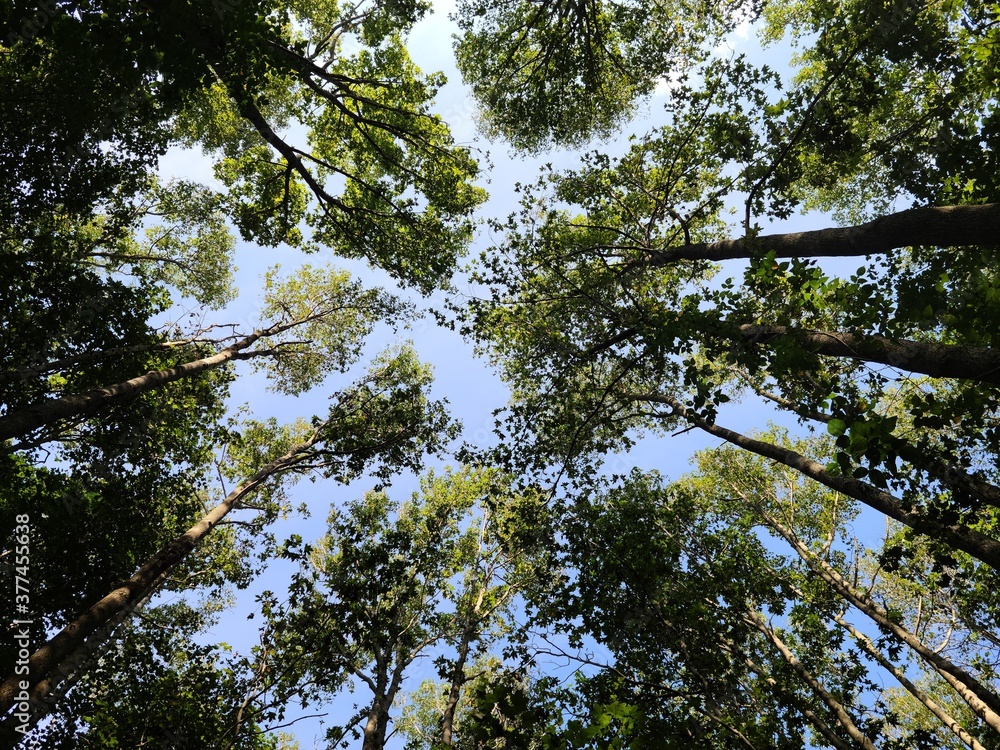 sky and trees , ladscape sky and trees , ladscape