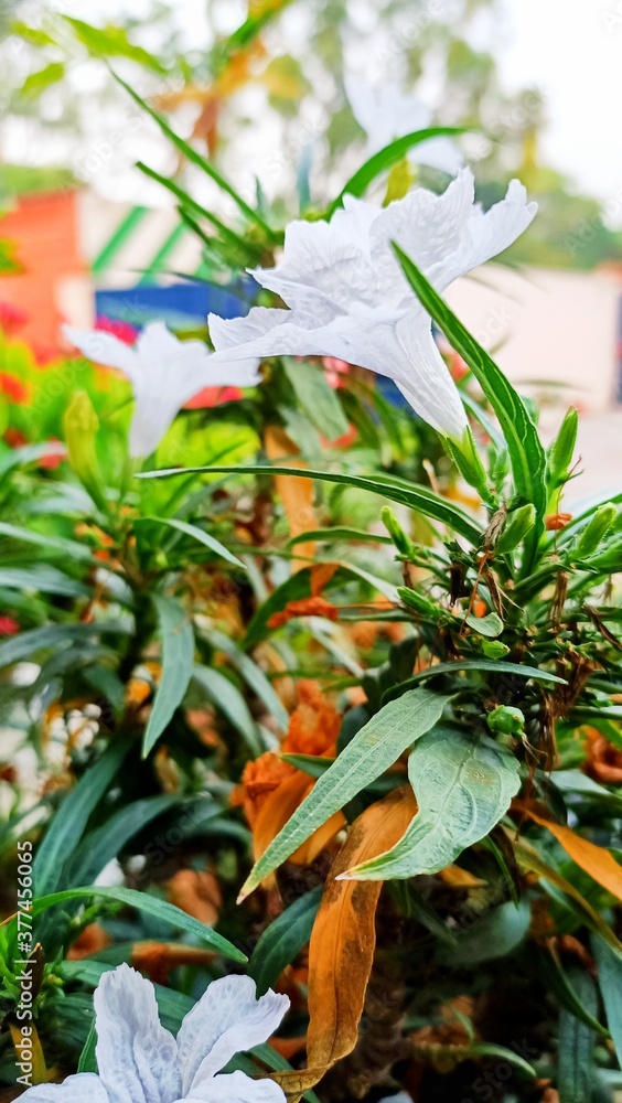 Fototapeta premium bouquet of flowers