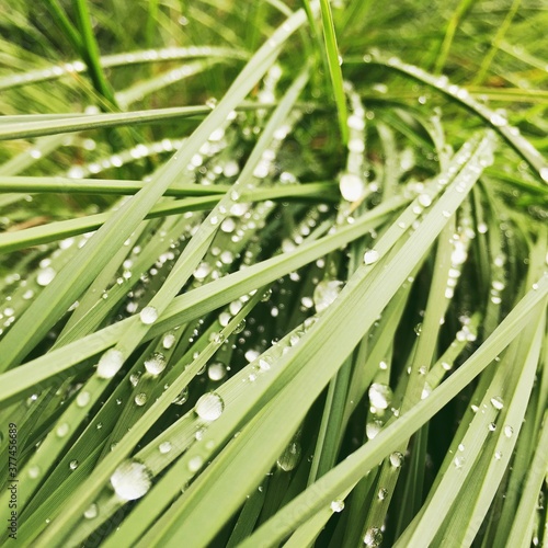 micro leaves