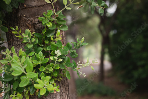 leaves on a tree