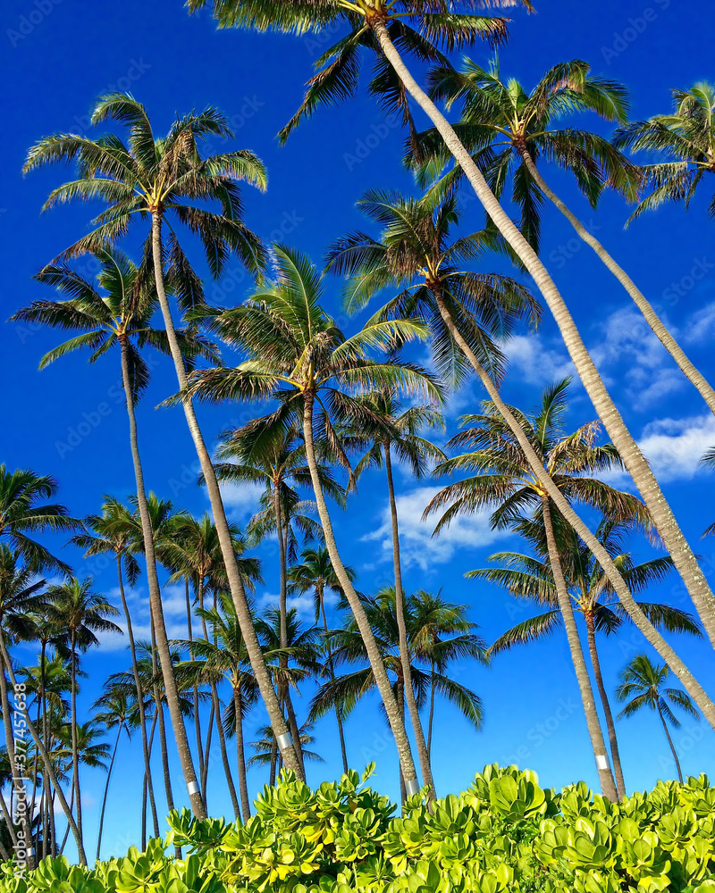 Palm trees on tropical beach under blue skies