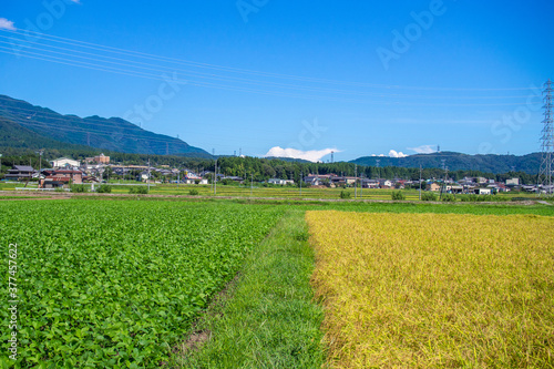 滋賀県米原市の田んぼに実る稲穂