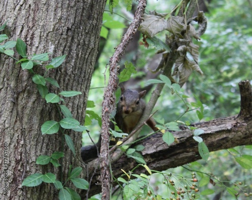 got acorns?