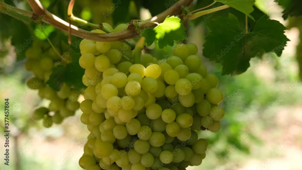 Natural, organic grapes and vine leaves in the vineyard Natural, organic grapes and vine leaves in the vineyard